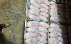 白羽鹌鹑养殖技术有哪些关键要点？