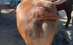 养牛技术视频全集，如何系统学习掌握？