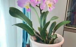 卡特兰哪个品种最容易开花？