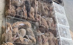 农广天地养兔视频有哪些关键技术？