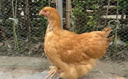 世界观赏鸡品种究竟有多少？