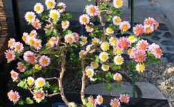 什么品种做盆景最好菊花