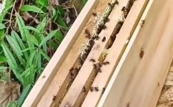 中蜂夏季养殖管理要注意哪些要点？