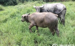 湖北适合养哪些水牛品种？