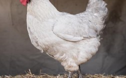 最耐寒鸡品种是哪个？
