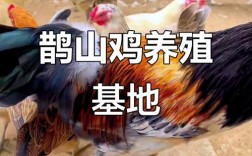 雀山鸡养殖技术视频有哪些要点？