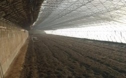 东北林蛙大棚养殖技术