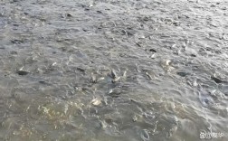 现代草鱼养殖技术视频有哪些关键要点？