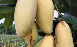 最晚熟水果有哪些品种