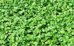 香菜播种季节积施肥技术