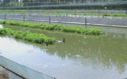 大棚泥鳅养殖技术视频