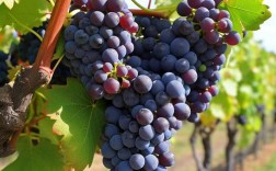 哪些葡萄品种适合露天种植？