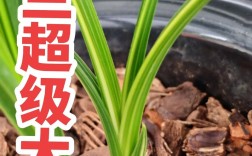 品种蕙兰图片大全，哪种最值得看？