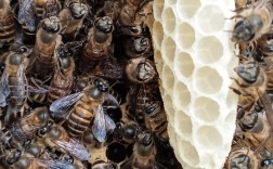 蜜蜂人工育王技术视频怎么学？