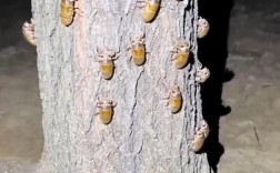 知了幼虫养殖技术要点有哪些？