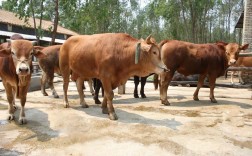 黄牛养殖技术视频，如何高效播放学习？