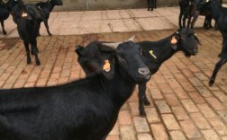 金堂黑山羊养殖技术有哪些要点？