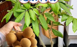 桂圆树苗品种如何快速辨别？