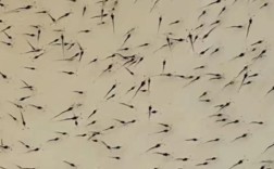 粤海虾苗是什么品种？