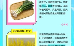 种蒜黄，选啥大蒜品种好？