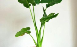 滴水观音有哪些常见品种？