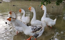 大型品种的鹅有哪些