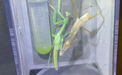 螳螂养殖视频虽多，技术难点在哪？