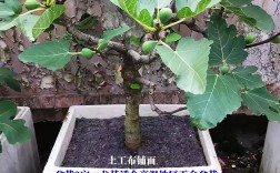 春季盆栽无花果如何管理？