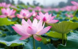 细粉莲花养殖技术，江西农业大学全省排名