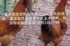 大量收购散养土鸡价格