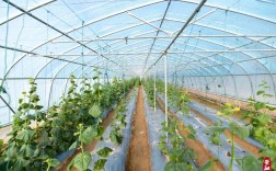 春季大棚黄瓜咋管理才能高产？