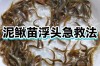 泥鳅苗价格一条多少钱？