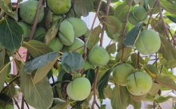 东北适合栽种哪些柿树品种？