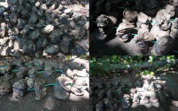 室内如何育出优质生蚝苗？