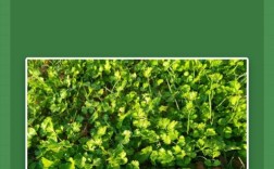 芫荽何时种？关键技术有哪些？