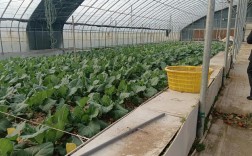 菜花大棚种植技术视频