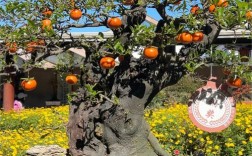 盆景柿子树哪种品种更合适？