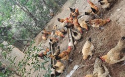 土鸡养殖技术关键点有哪些？