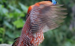 红腹角雉养殖技术与市场价格如何？