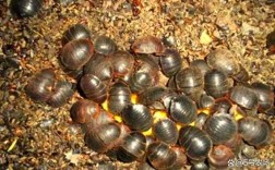 土元养殖技术视频哪里能下载？