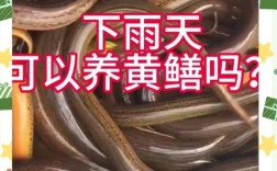 黄鳝鱼池塘养殖技术有哪些关键要点？