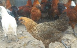 哀凉山老品种纯土鸡有何特别之处？