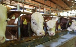 牛羊养殖技术视频如何高效播放学习？