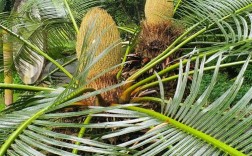 哪种苏铁最值钱？