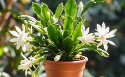 新品种蟹爪兰图片哪里看？