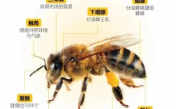 马蜂养殖技术光盘怎么学？