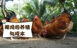 生态养鸡技术如何实现高效种草？