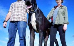 最大肉狗品种是哪个？