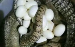 2025年水律蛇蛋价格会涨还是跌？