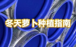 冬萝卜何时种？关键技术有哪些？